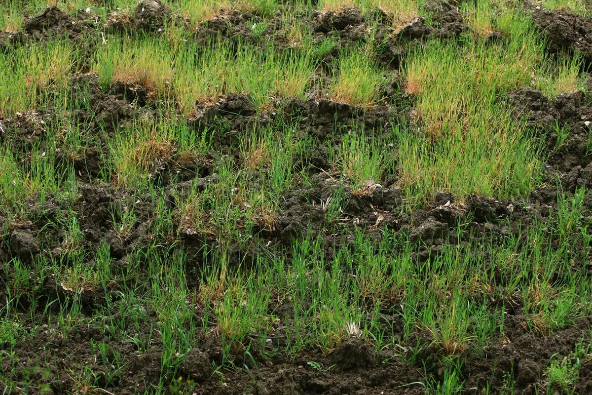 “새하얀 겨울, 고즈넉한 풍경 속으로!”… 2026년 담양 관방제림과 함께하는 겨울 산책 명소 BEST 5