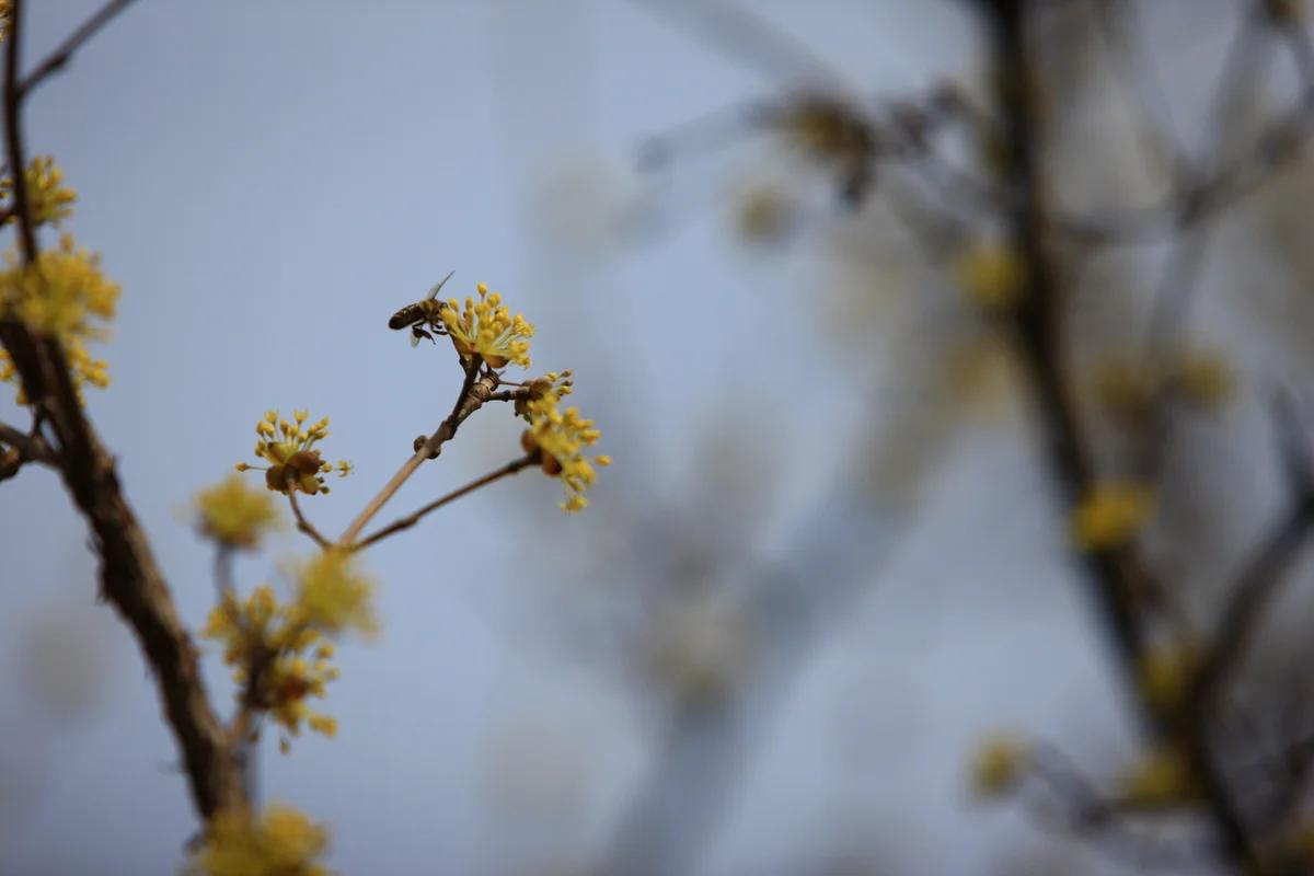 이천 산수유 마을 어디가 좋을까? 겨울 정취 가득한 힐링 코스 BEST 6