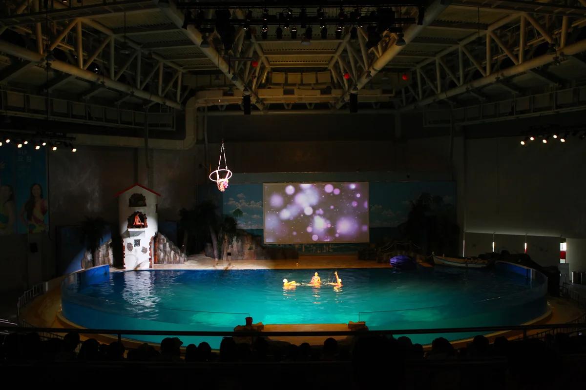 제주도 아쿠아리움 어디가 좋을까? 겨울 힐링 해양 명소 BEST 5