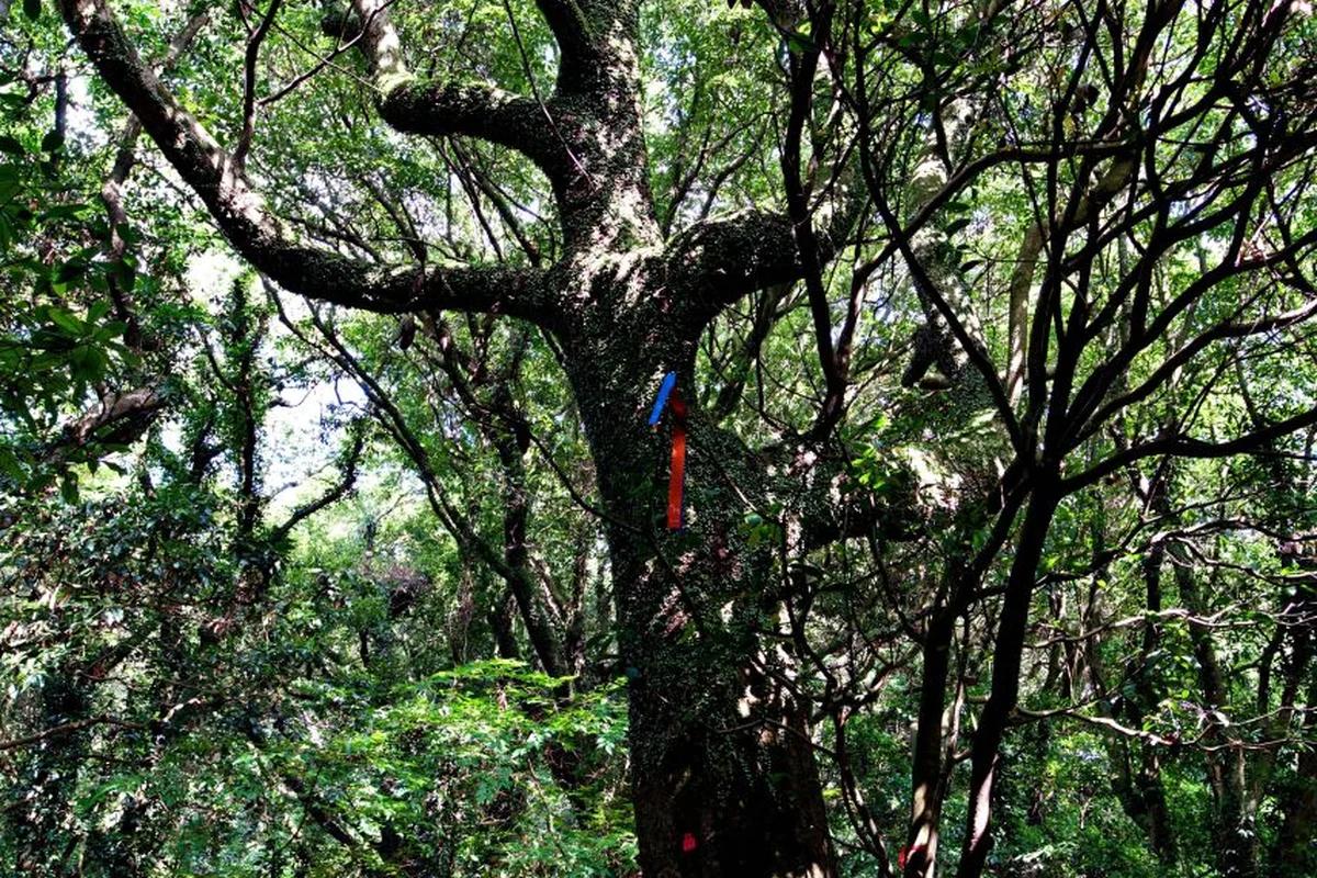 제주도 숲길 어디가 좋을까? 2026 겨울 정취 가득한 명소 BEST 5