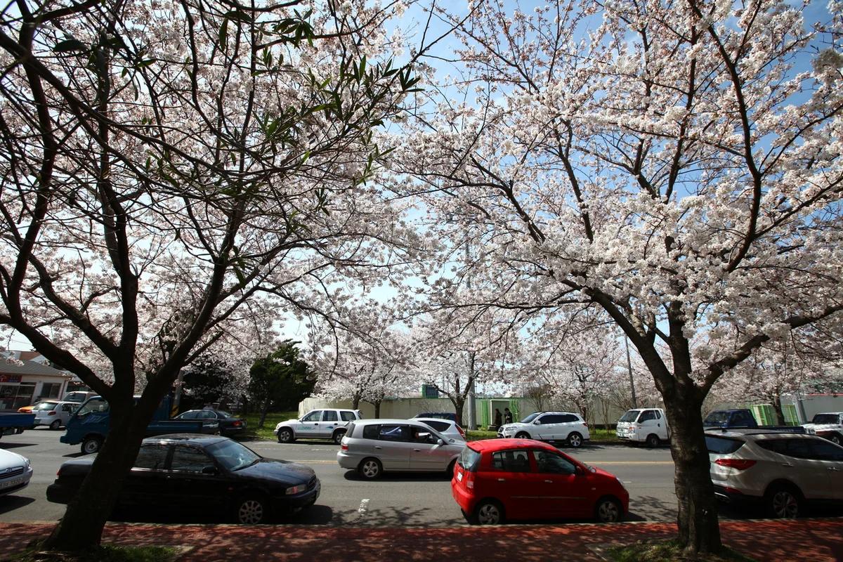 제주 꽃 축제 어디가 좋을까? 겨울 낭만을 선사하는 동백꽃 명소 BEST 5