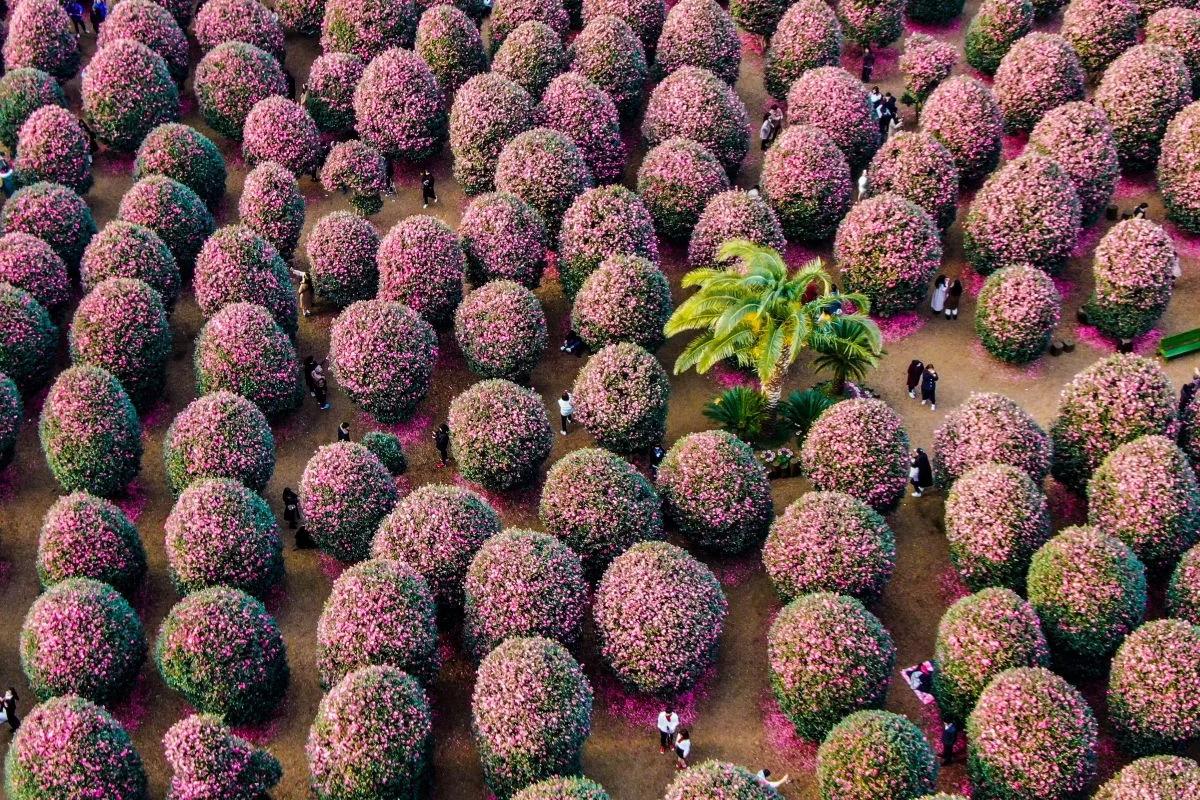 2월 제주, 제주도 벚꽃 대신 겨울 낭만을 찾아 떠나는 명소 BEST 6