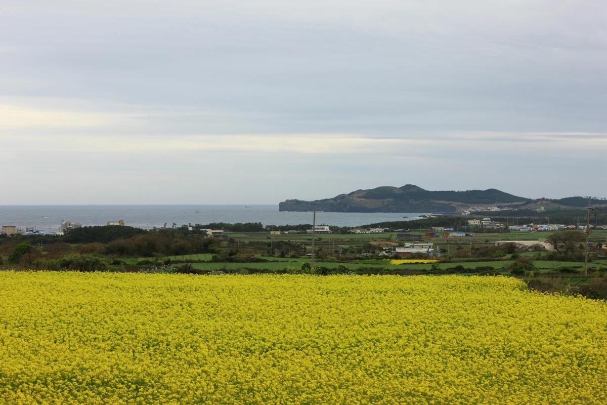 제주도 풍경 어디가 좋을까? 겨울 낭만 가득한 설경 명소 BEST 6