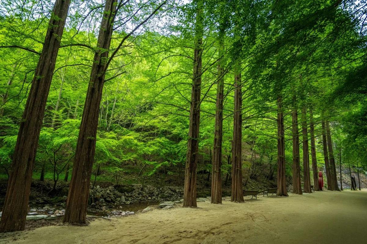 가평 남이섬 어디가 좋을까? 겨울 설경과 낭만 데이트 코스 BEST 6