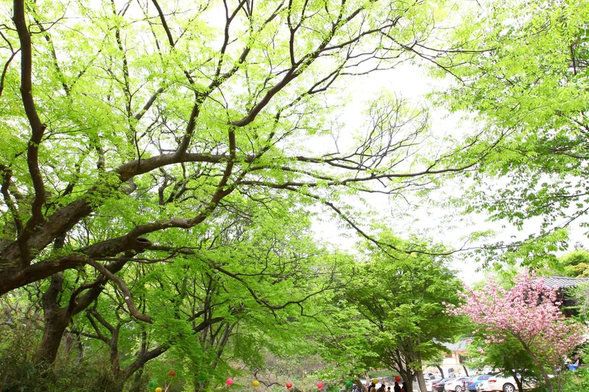 서산 관광지 어디가 좋을까? 겨울 낭만을 찾아 떠나는 해미읍성 & 개심사 BEST 6