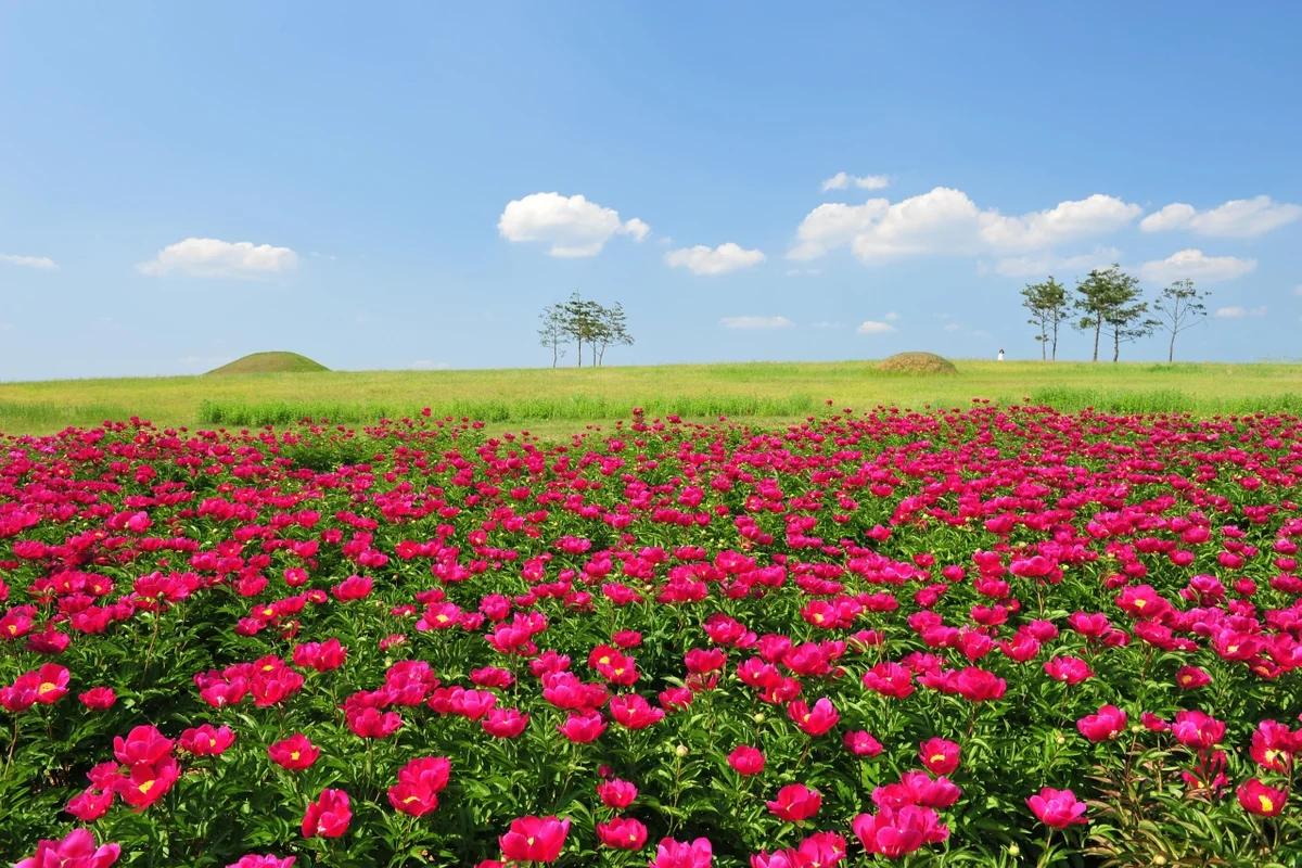 경북 의성군 어디가 좋을까? 겨울 낭만을 찾아 떠나는 힐링 명소 BEST 6