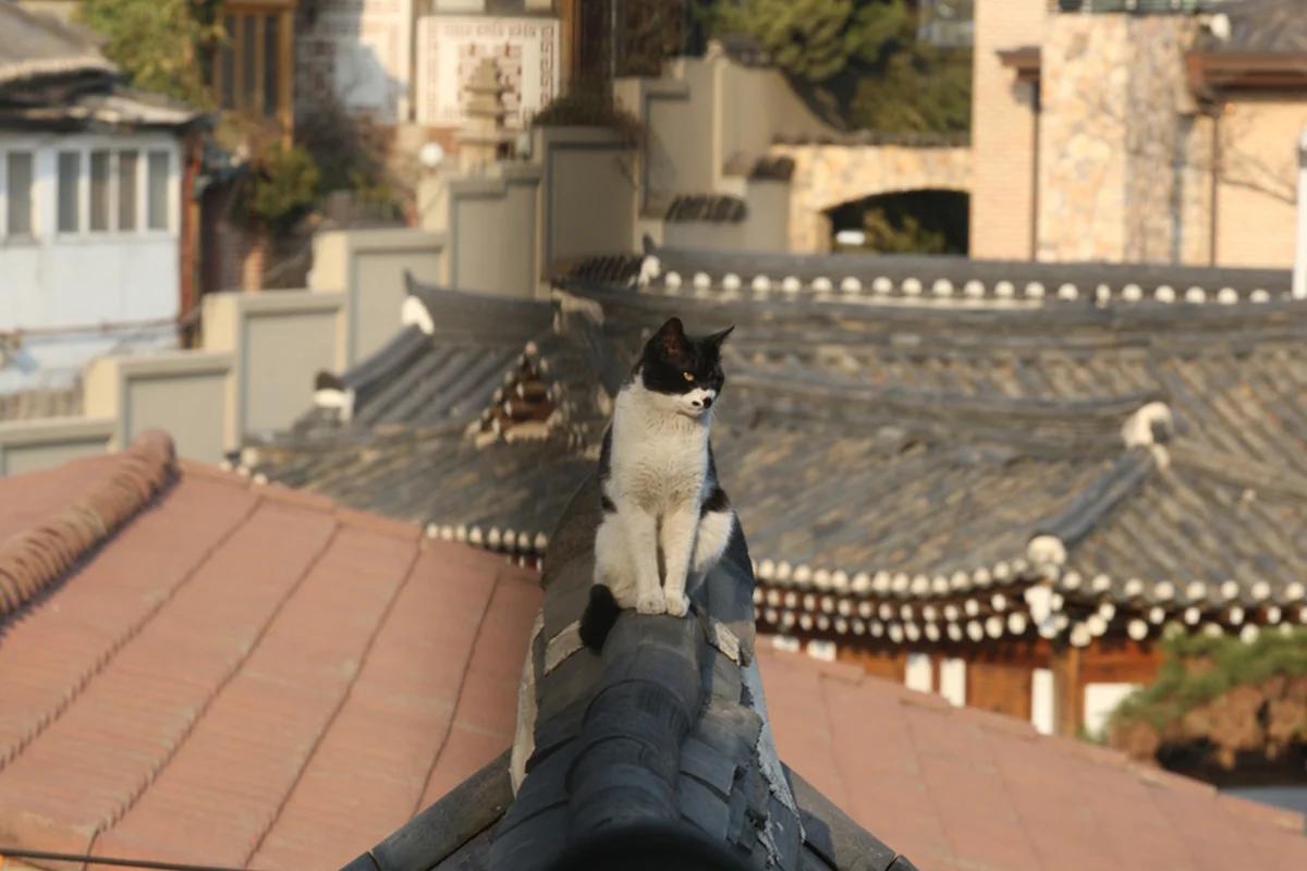 겨울날 고양이 신사 어디가 좋을까? 마음 따뜻해지는 힐링 명소 BEST 5