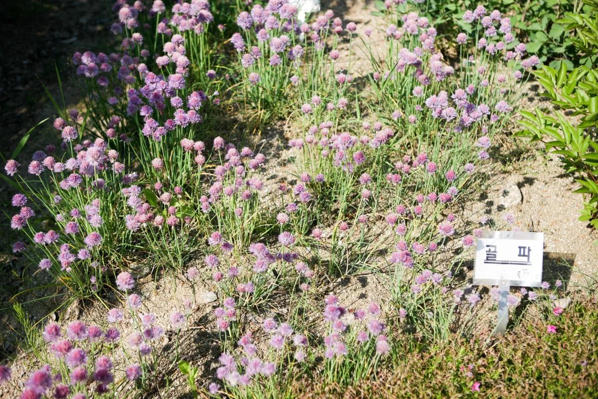 한겨울 낭만 가득한 양평 여행, 양평 들꽃 수목원과 함께하는 감성 스팟 BEST 5