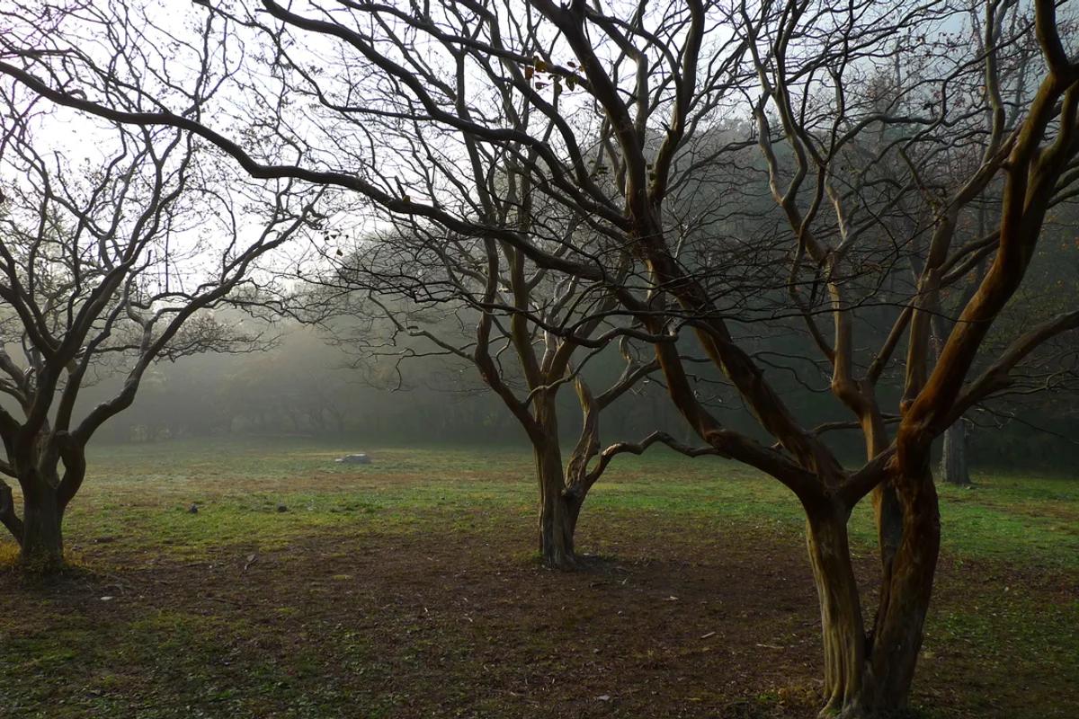 내장산 여행지 추천 2026 봄맞이 코스, 지금 꼭 가봐야 할 5곳