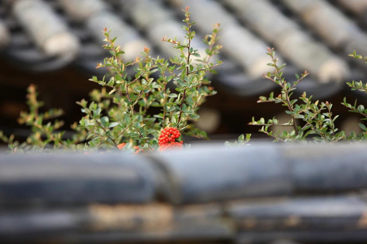 따뜻한 봄날, 2026 성주 친구와 여행 가기 좋은 BEST 5 명소