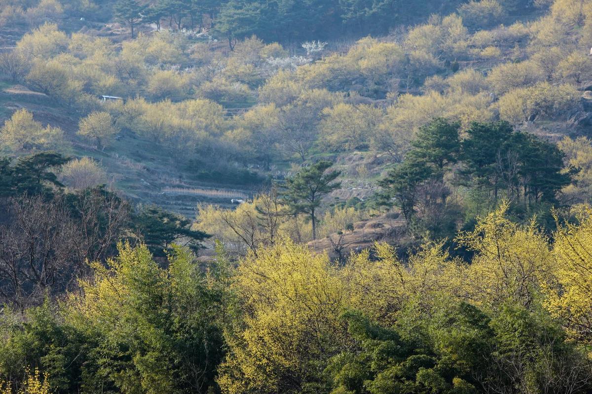 구례산수유마을 반려견 동반 2026년 봄 추천 5곳: 노란 꽃길 댕댕이와 함께해요