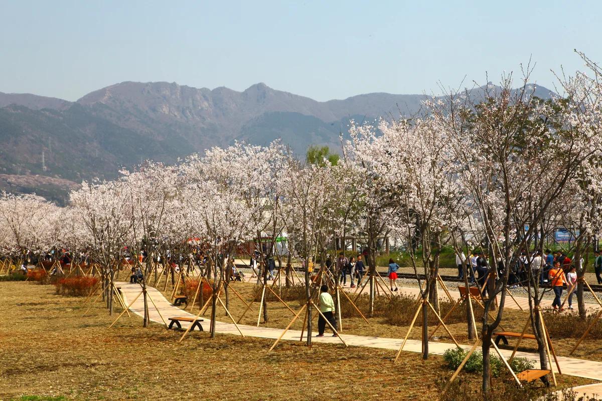 창원 축제 2026 봄 추천 BEST 5, 놓치지 말아야 할 명소!