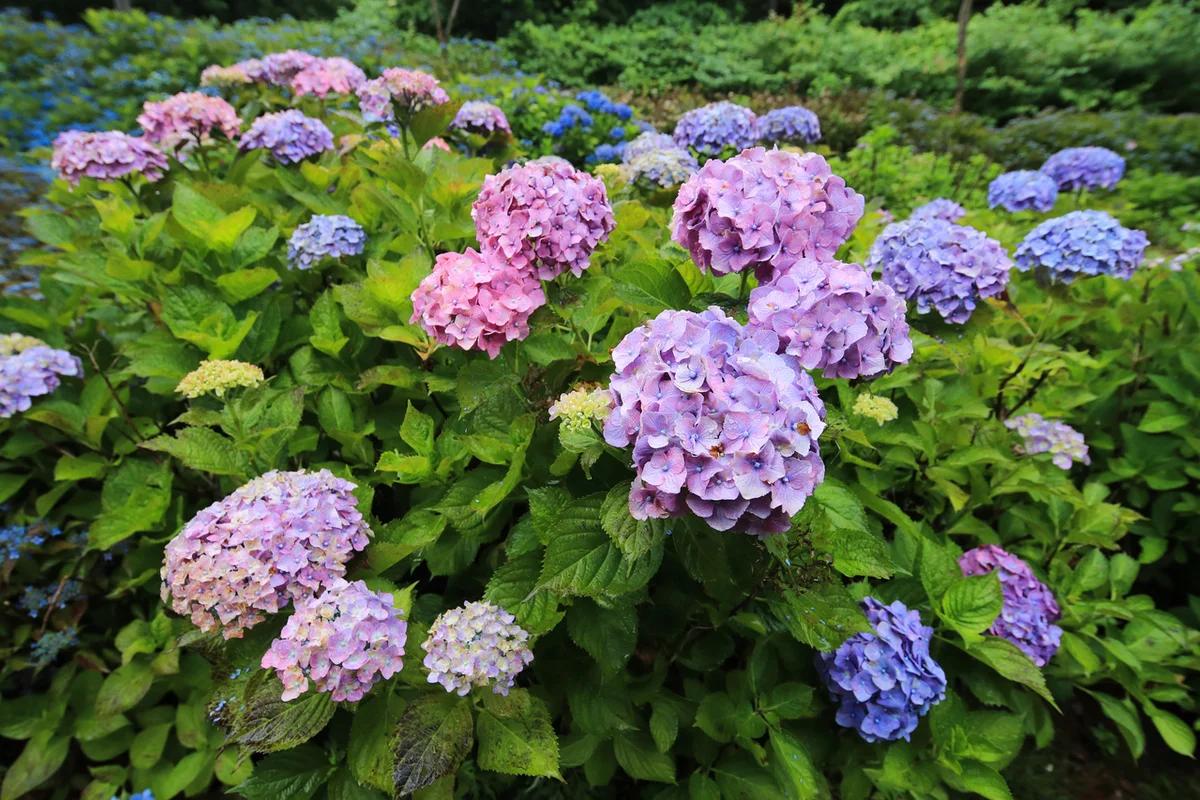 대전역 수국 명소 BEST 6, 여름을 미리 준비하는 여행