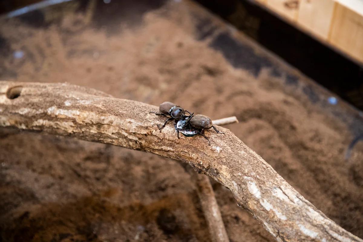 2026 장수 산책 코스 추천, 봄꽃 힐링 명소 5곳