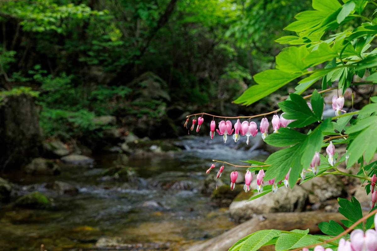 양구군 벚꽃 어디서 볼까요? 2026년 봄 추천 코스 5곳