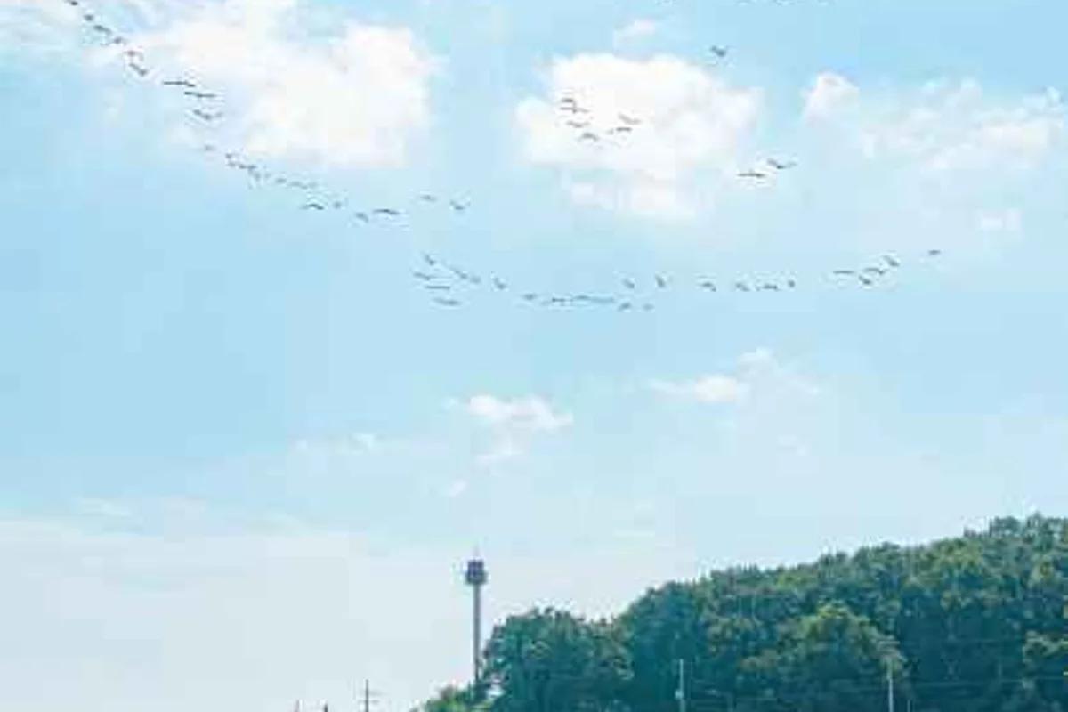 인천 벚꽃 개화 시기, 2026년 봄맞이 필수 명소 5곳 완벽 가이드