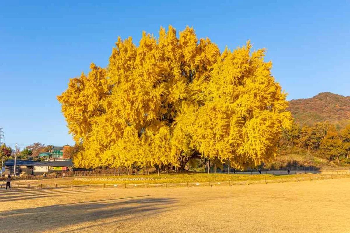 원주 근처 가볼만한 곳 어디가 좋을까? 놓치면 후회할 매력적인 5곳