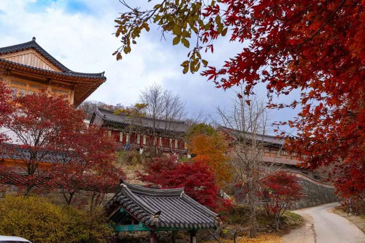 무주 봄꽃 여행, 지금 떠나는 2026년 힐링 명소 6곳