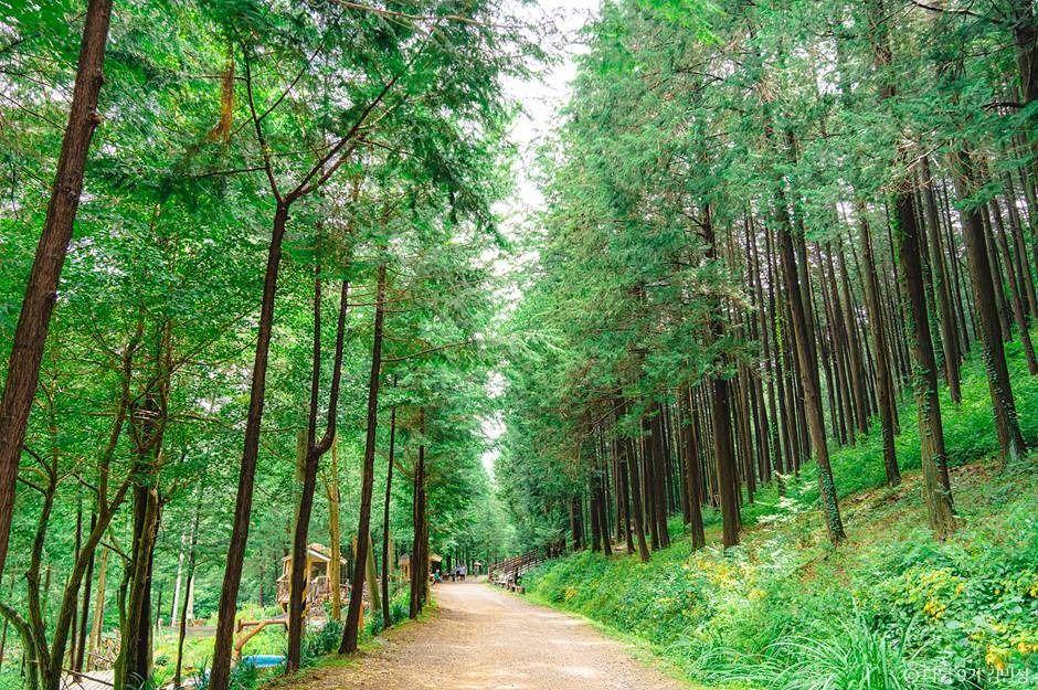 상관 공기마을 편백숲