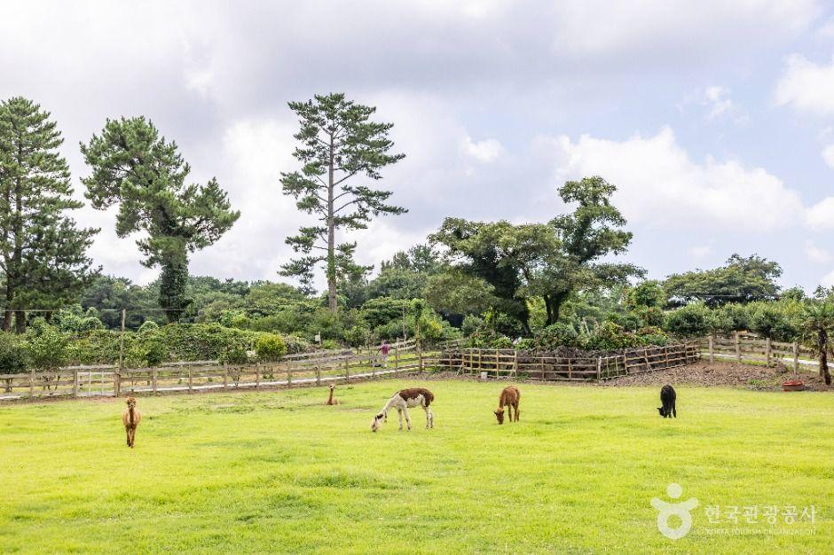 도치돌 알파카목장