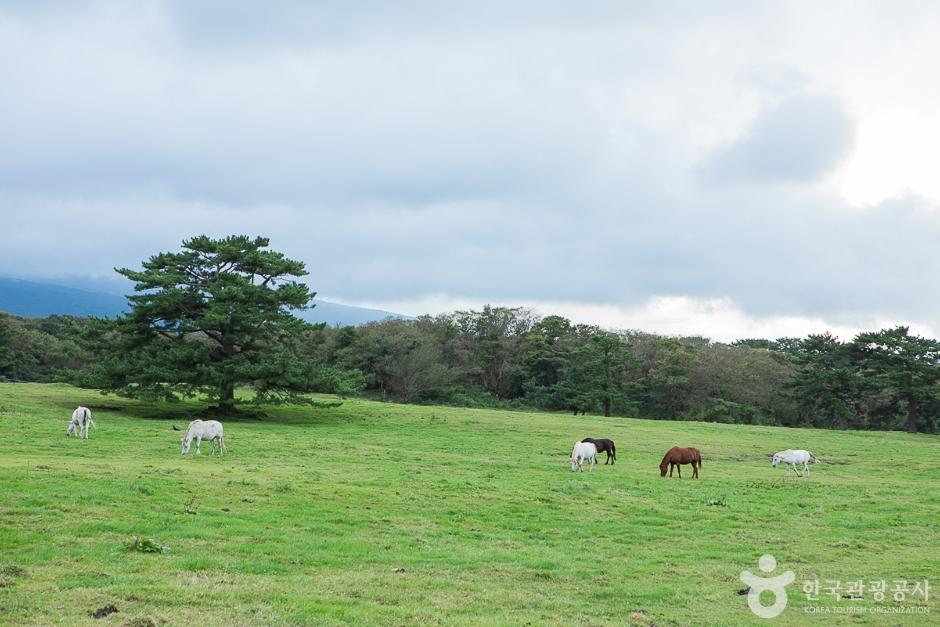 제주마방목지