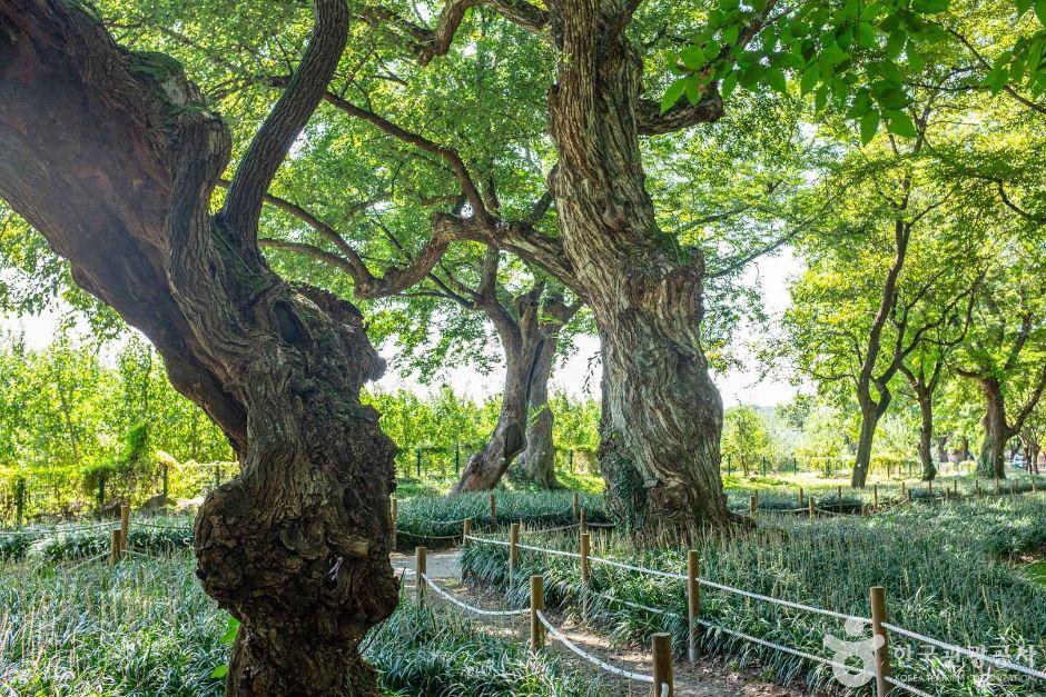 영천 자천리 오리장림