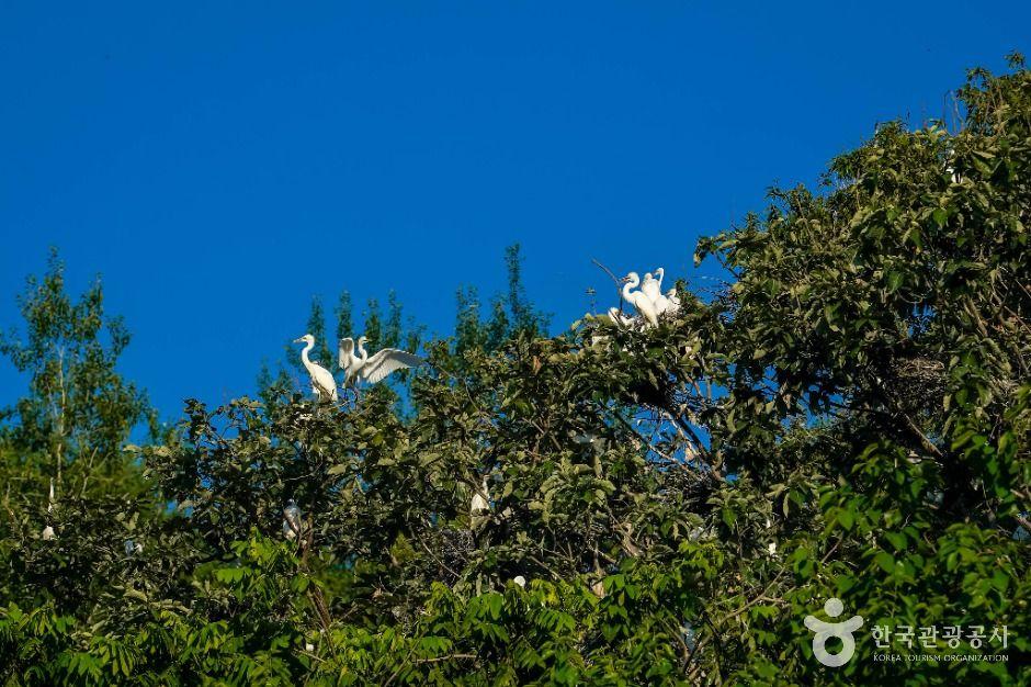 상석리 왜가리(백로) 서식지