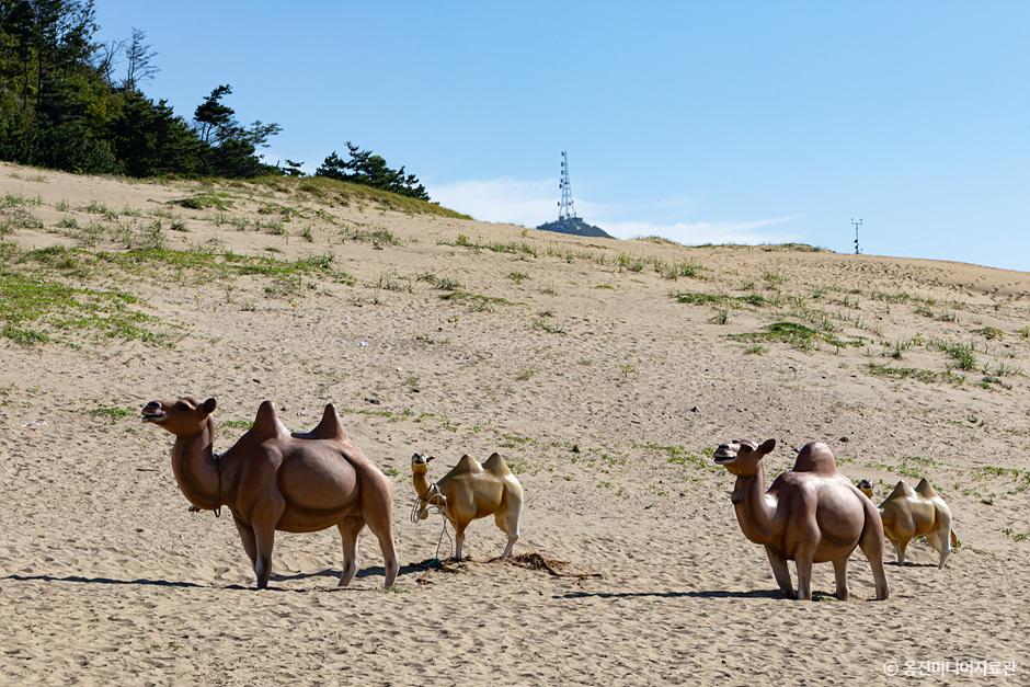 대청도 옥죽동 해안사구