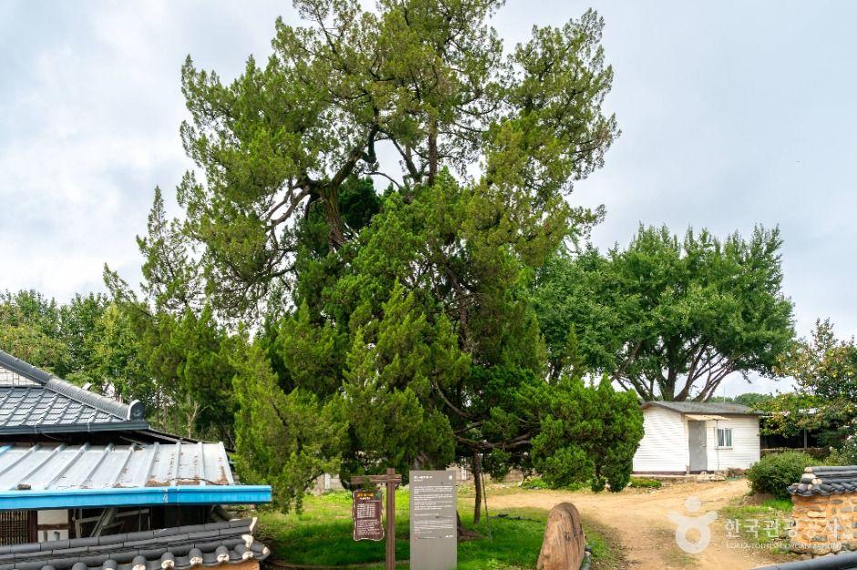 의성 사촌리 향나무