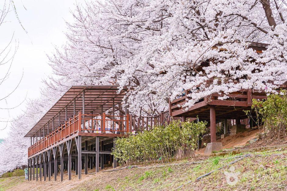 안양천제방벚꽃길