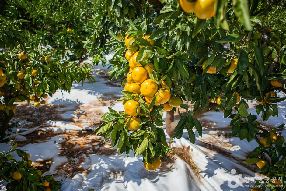 달달미깡감귤밭