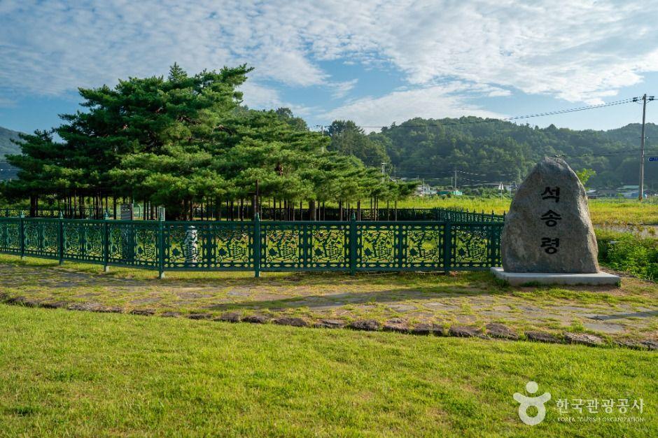 예천 천향리 석송령