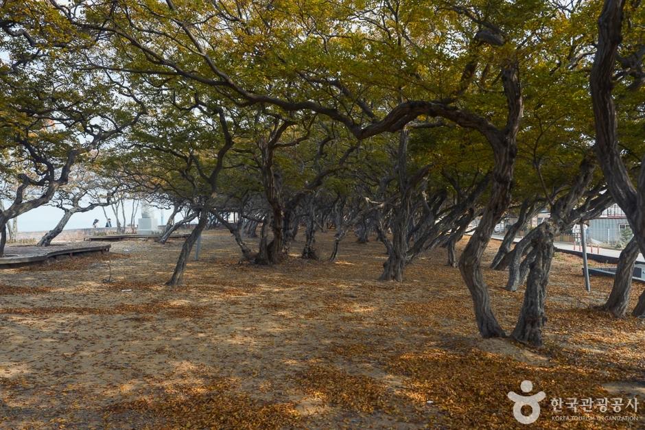 소사나무 군락지