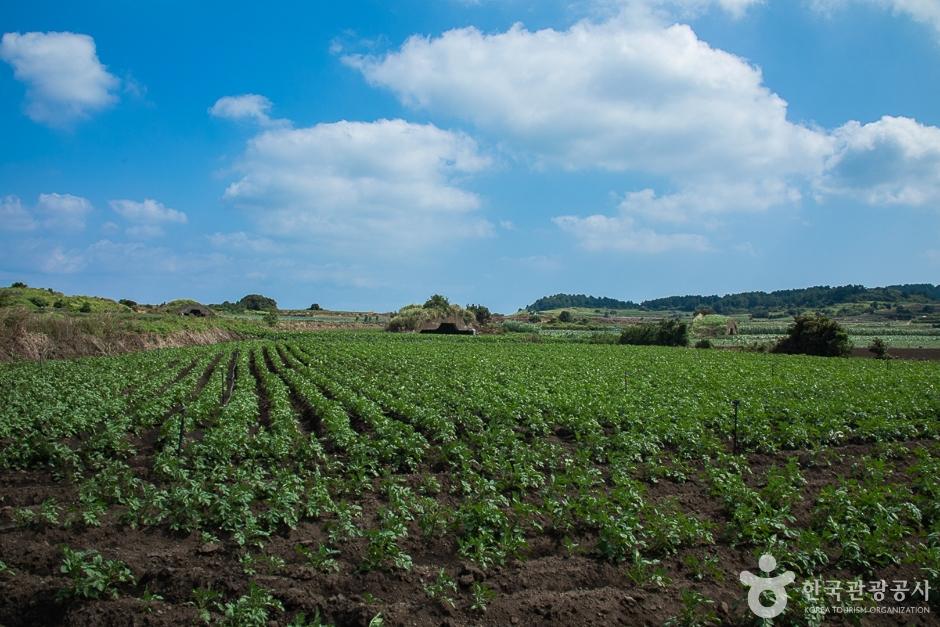 알뜨르비행장 및 일본군 비행기 격납고