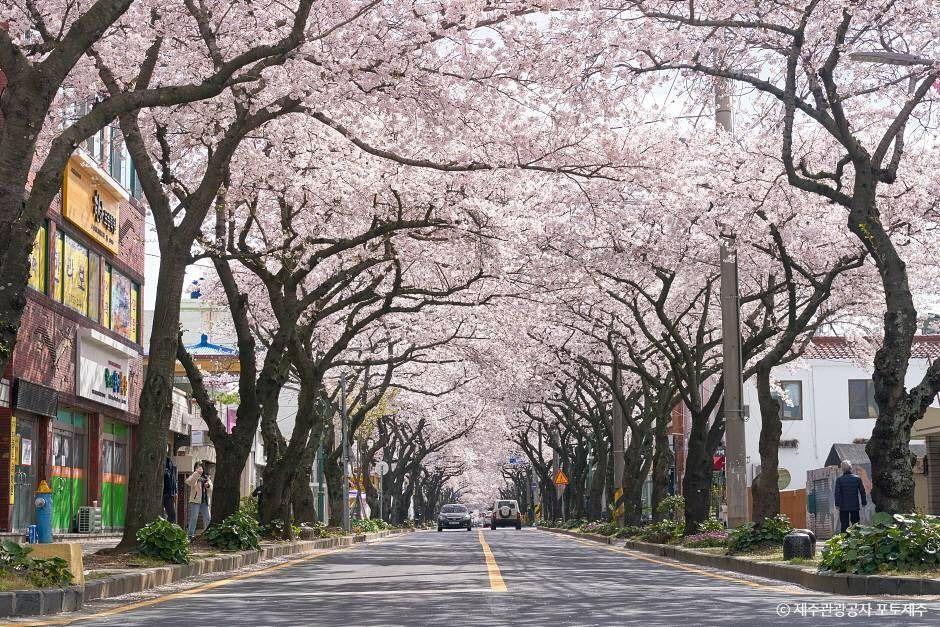 전농로 벚꽃거리