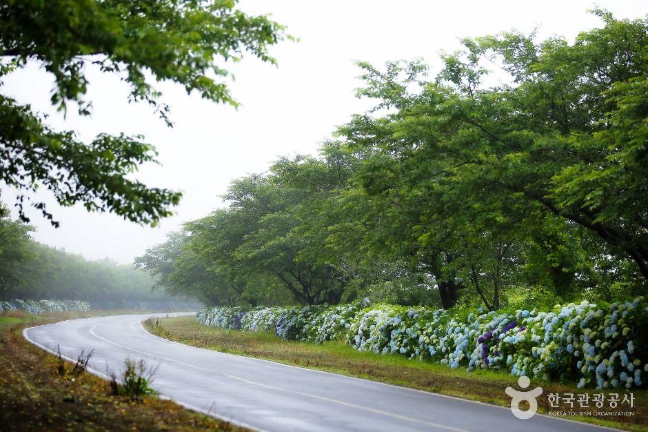 녹산로 유채꽃도로