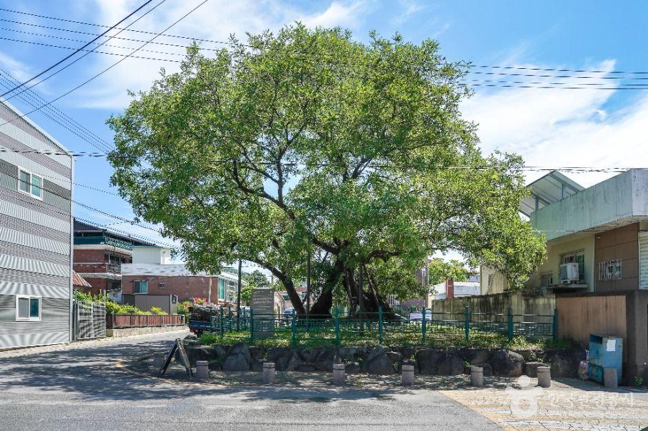 의성읍 도서동의 회나무