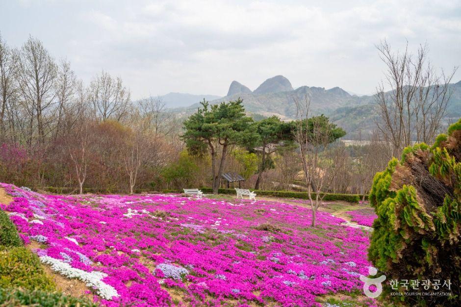 진안 꽃잔디동산