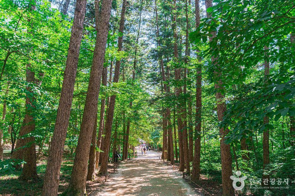 내소사 전나무 숲길