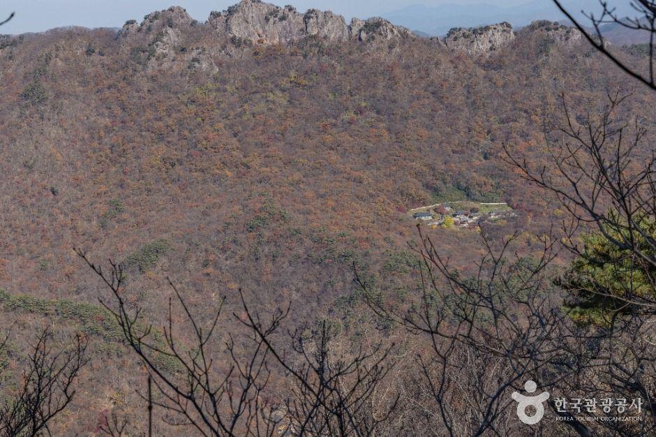 내장산 굴거리나무군락