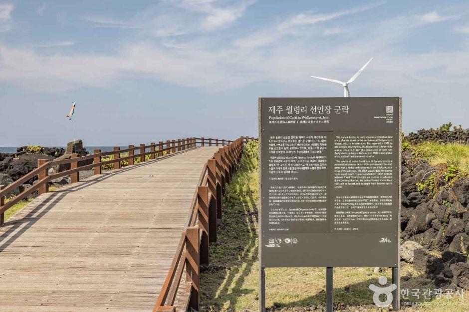 월령 선인장군락지