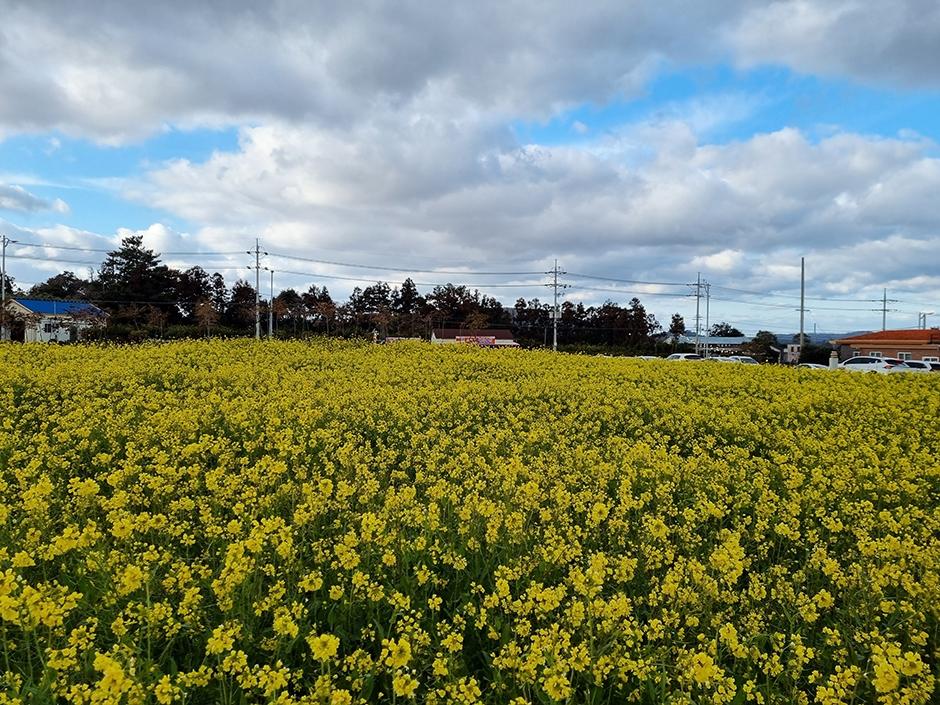 짱구네유채꽃밭