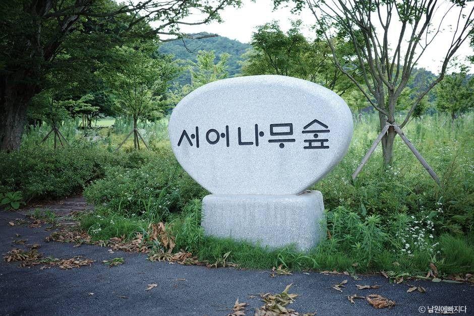 서어나무 숲
