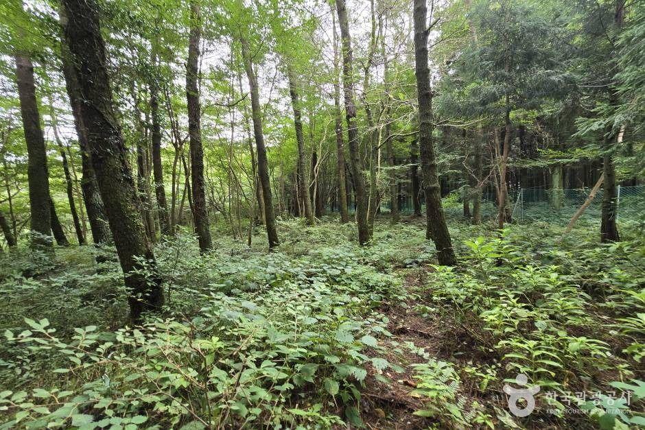 가문이오름(감은이오름)