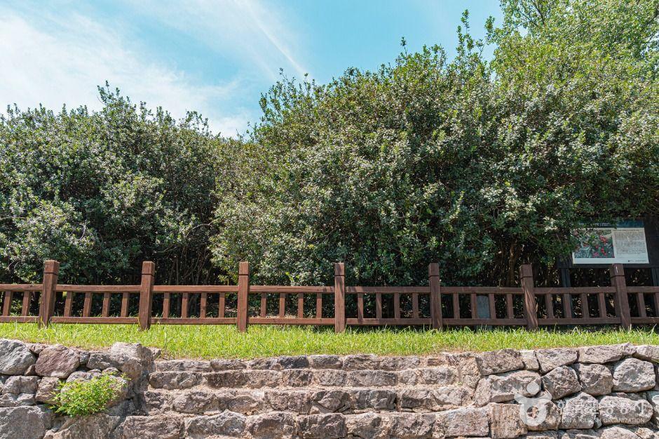 부안 도청리 호랑가시나무군락