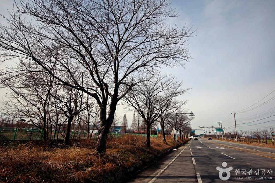 전군가도100리벚꽃길