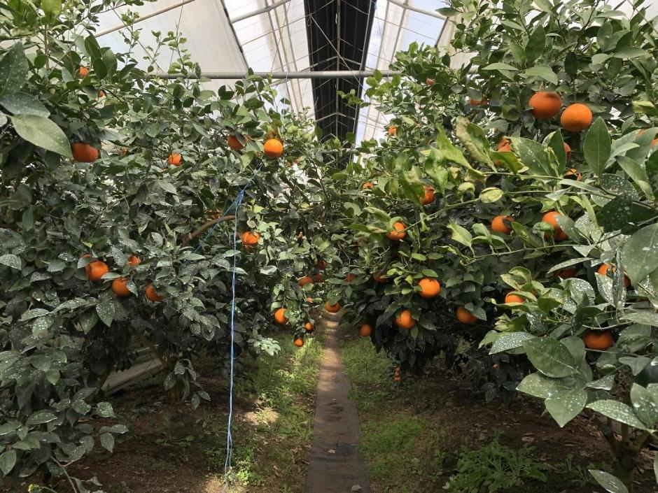 열대과일농장 유진팡