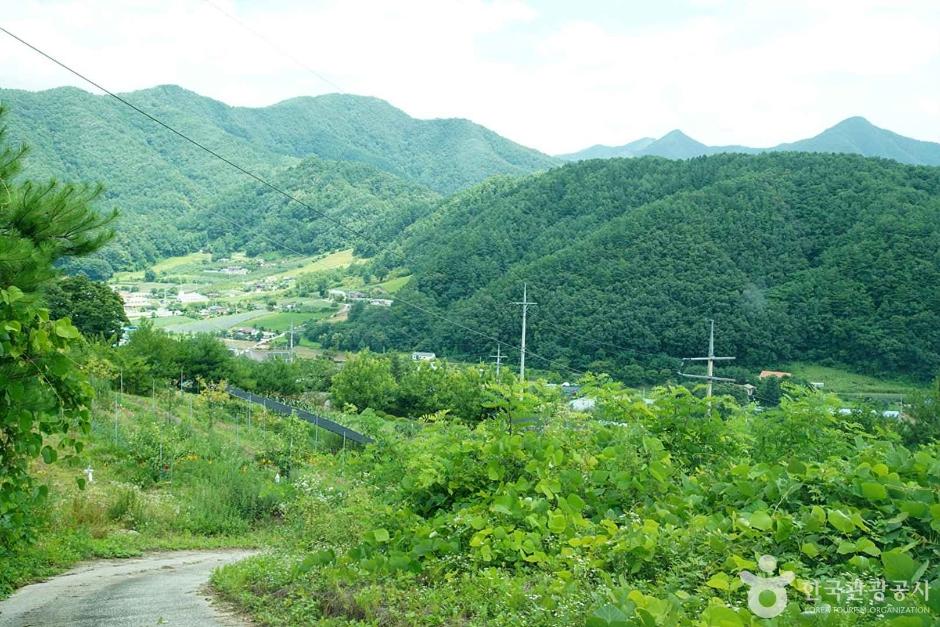 기우산(정선)