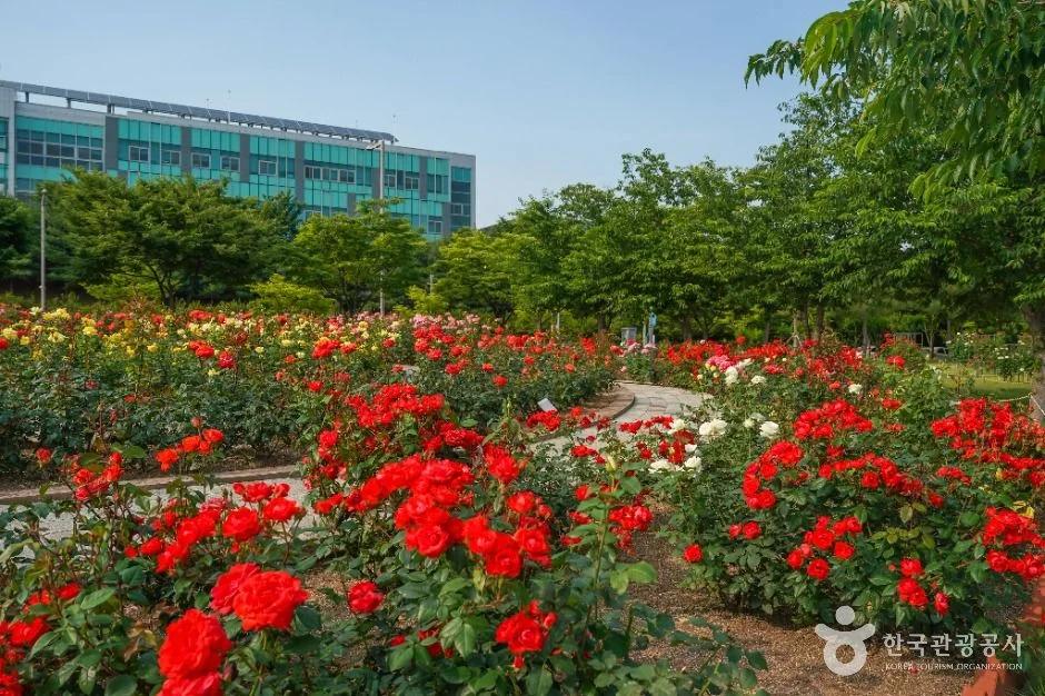 대구 신서 중앙공원, 주차장 넓고 산책하기 좋은 공원