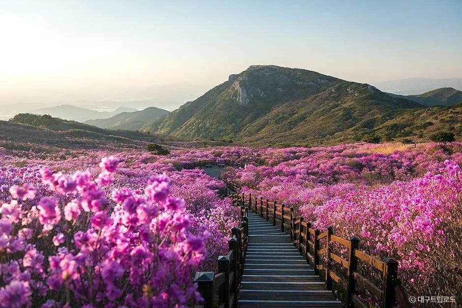 대구 비슬산에 이런 곳이?"... 달성군에 숨겨진 100만 평 참꽃군락지